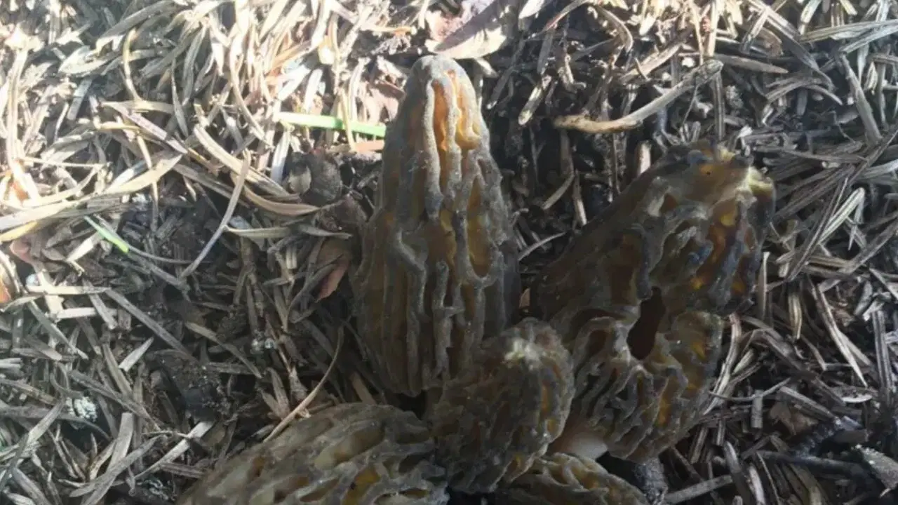 Toroslar'da zorlu mesai: Bu mantarın kilosu 1500 TL’den alıcı buluyor