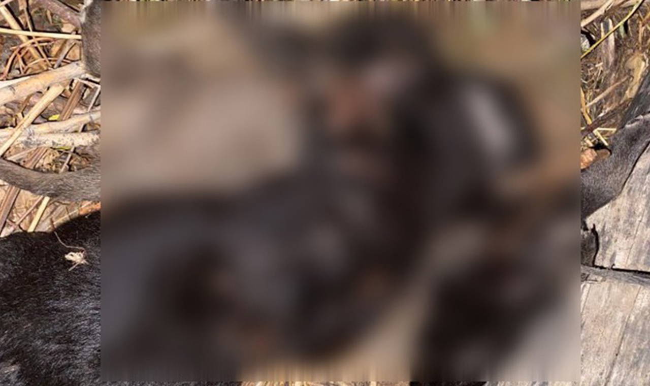 Tokat'ta 4 yavru köpeğin ölüm nedeni belli oldu