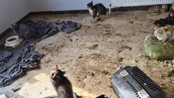 Ankara'da kötü şartlarda tutulan 102 hayvana el konuldu