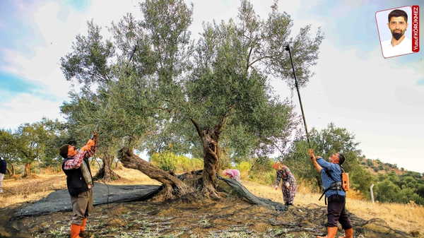 Zeytin ve zeytinyağı üretiminde dünyayı geçtik, tüketimde Suriye’nin gerisinde kaldık