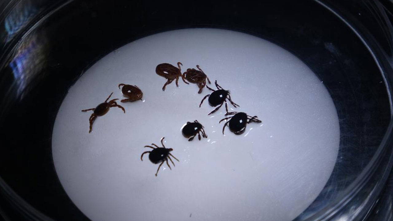 8 kişiye tanı kondu, 1 kişi hayatını kaybetti!