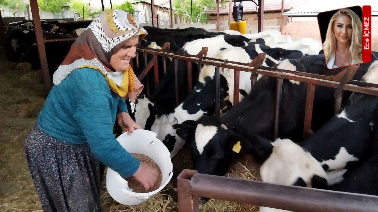 Üretici sütte zarar ediyor, tüketici yüksek fiyattan alamıyor