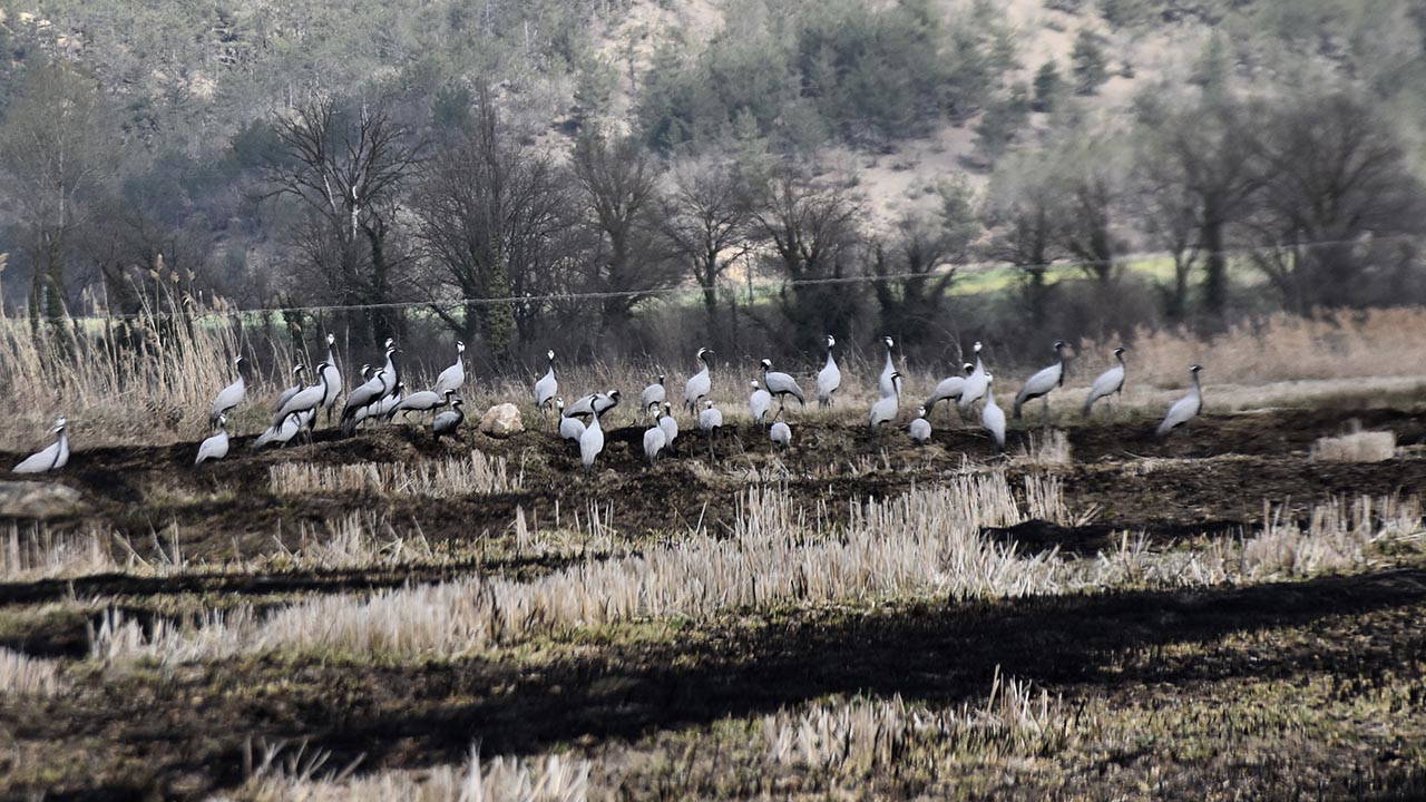 Göç yolundaki turnalar Sinop’taki Cuma Ovası'nda görüntülendi