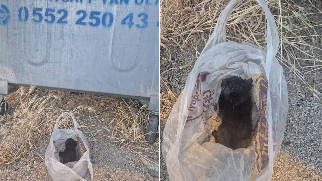Eskişehir'de kan donduran olay: Yavru kedinin ağzını bantlayıp poşetle çöpe atmışlar
