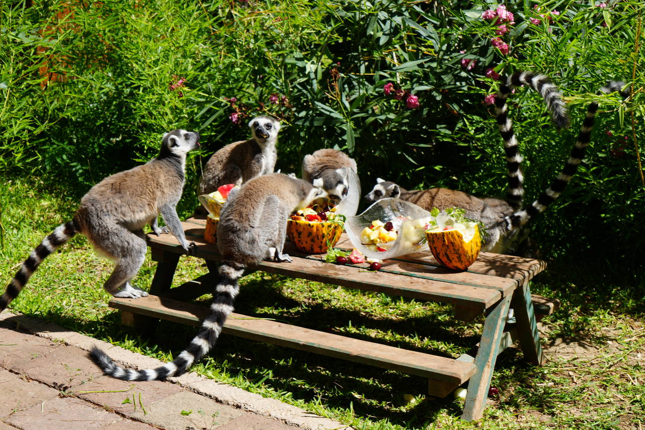 Antalya'da sıcaktan etkilenen hayvanlara buzlu meyve kokteyli