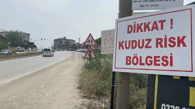Kentte 'kuduz' alarmı... 