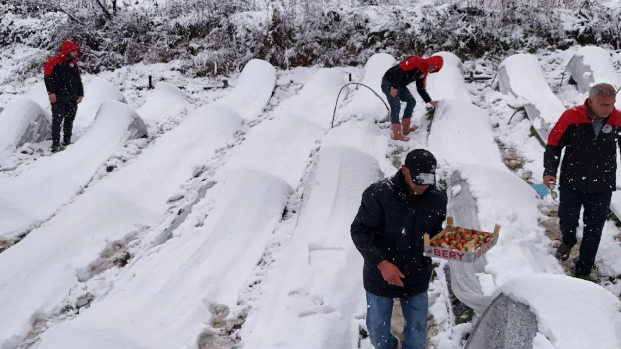 Alaçam'da hasat kar altında devam ediyor: Üretim 8 ay sürüyor...