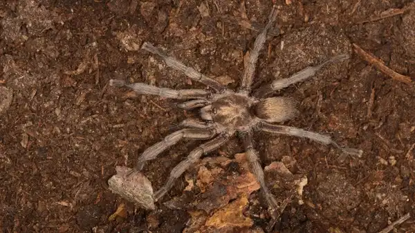 Bilim dünyasında önemli gelişme: Türkiye'nin yeni tarantula türü tescillendi