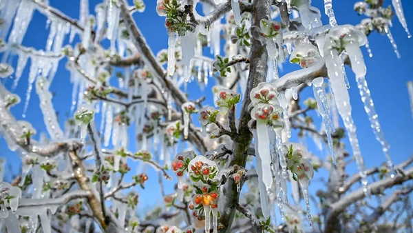Bu saatlere dikkat... Ankara Valiliği'nden 'zirai don' uyarısı