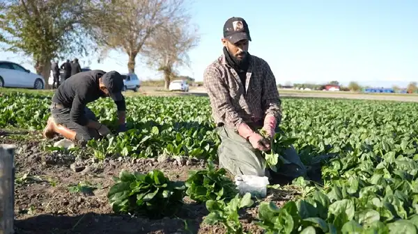 Osmaniye’de hasat başladı: 3 bin tonun üzerinde rekolte hedefleniyor....