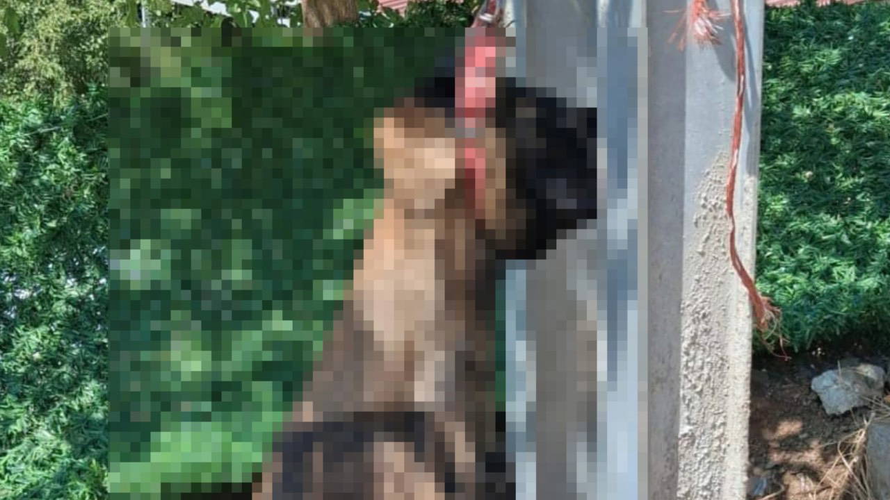 Hatay'da vahşet: Evin avlusundan çalınan köpek, elektrik direğinde asılı halde ölü bulundu!