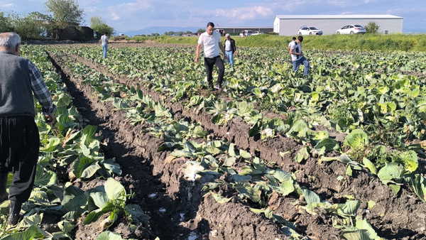 Kadirli'de lahana üreticisi tarlasını terk etti: 'Zarar etmiş ki bırakıp gitmiş'
