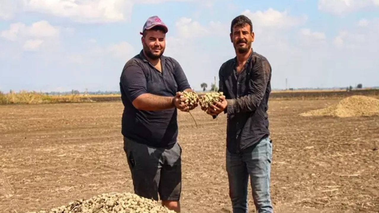 Hasadı devam ederken fiyatı 50 TL'ye düştü: 275 bin dekarda yetişiyor...