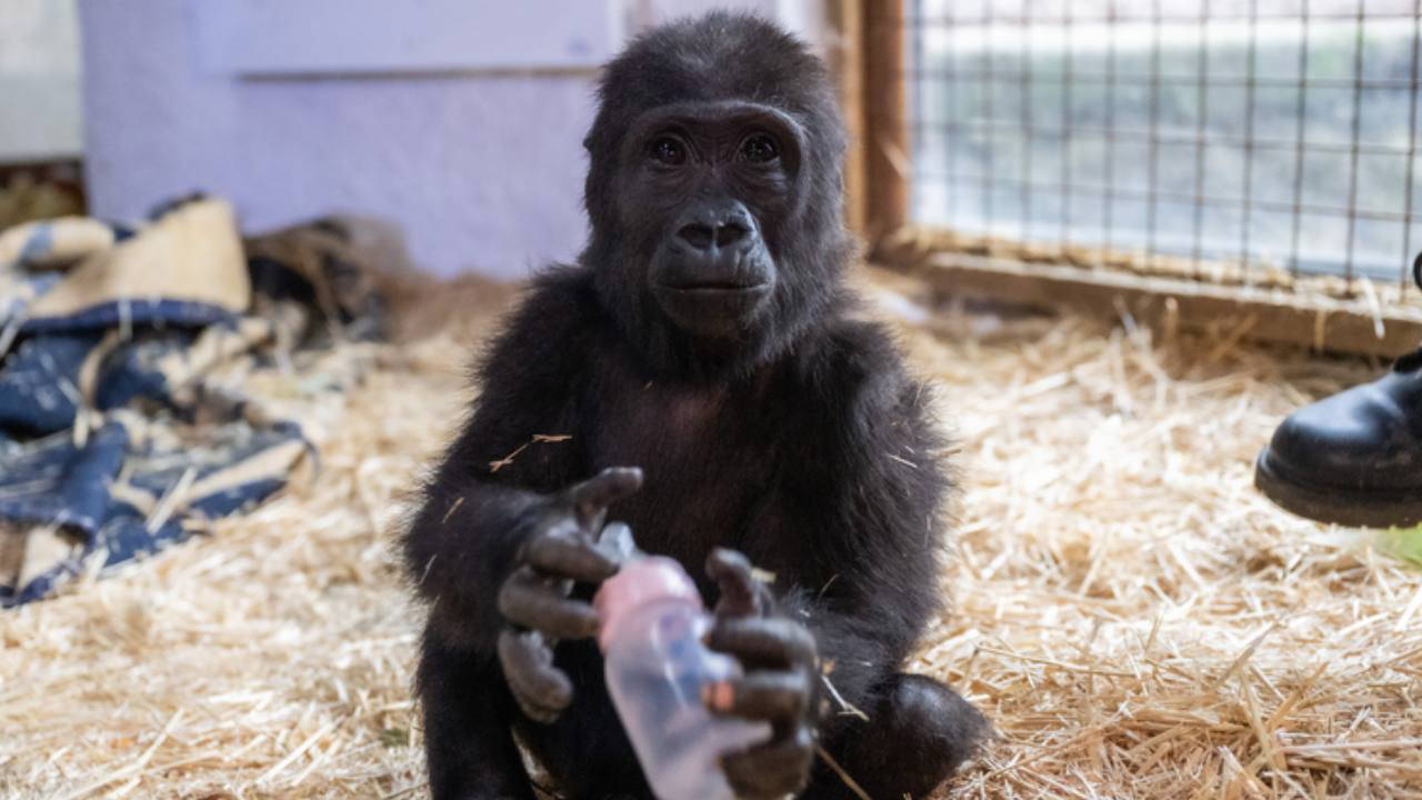 DNA testi sonuçlandı: Goril 'Zeytin' için karar verildi!
