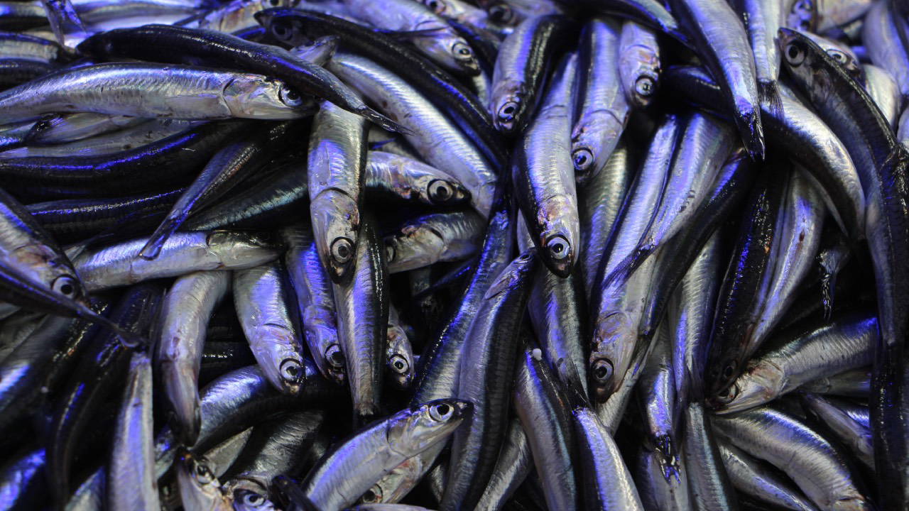 Hava soğudu, balık tezgahları hamsi ile doldu: Kilosu 80 liraya düştü