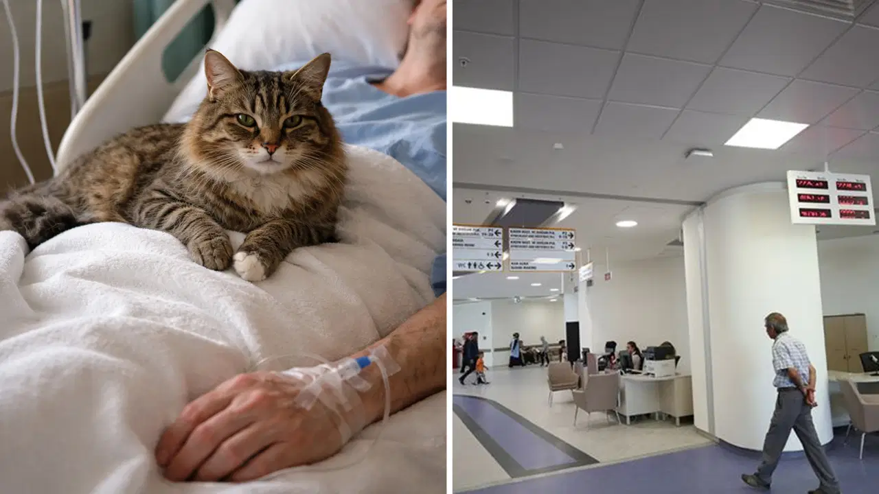 İstanbul'da film gibi olay: Özel hastanede üzerine 'kedi' düşen kadına 50 bin lira tazminat ödenecek