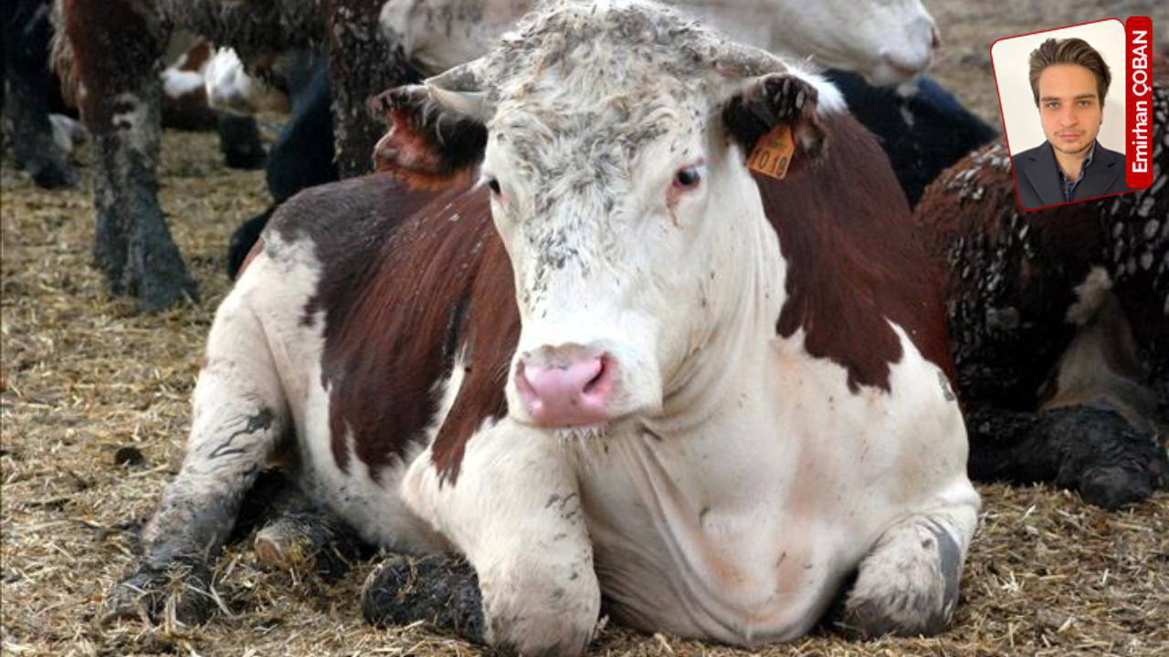 Deli dana hastalığı Türkiye’de yayılıyor mu? ‘Sahada tehlikeli bir durum yok’