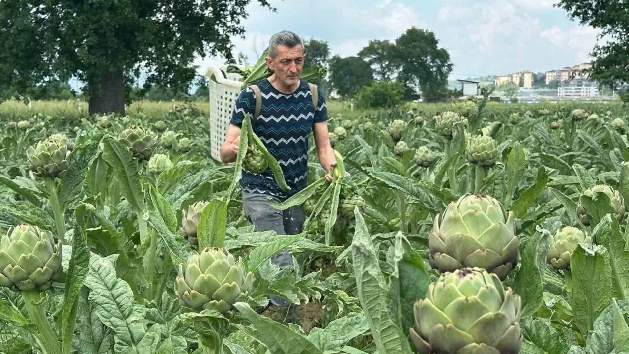 Bursa'nın tescilli lezzetinde hasat zamanı: Tanesi 50 TL